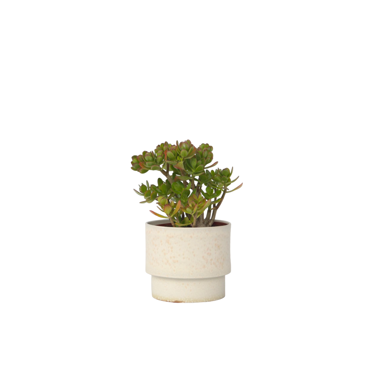 Arbre de jade - Crassula ovata 'Hobbit' - Hauteur 45-50cm - ⌀23cm