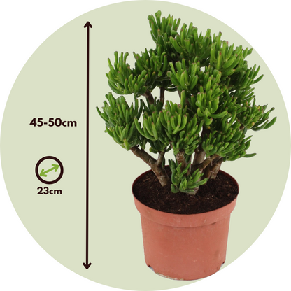 Arbre de jade - Crassula ovata 'Hobbit' - Hauteur 45-50cm - ⌀23cm