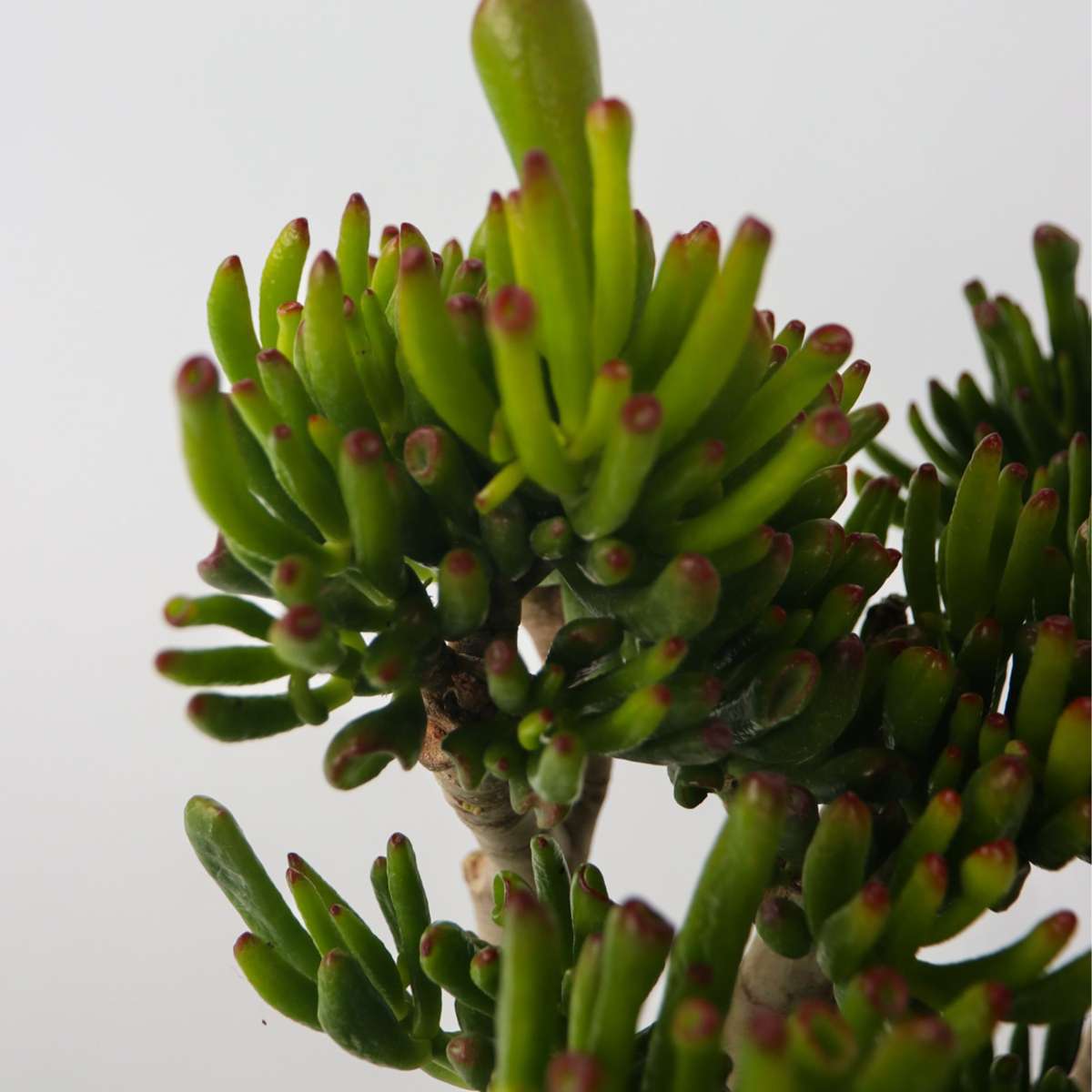 Arbre de jade - Crassula ovata 'Hobbit' - Hauteur 55-60cm - ⌀30cm
