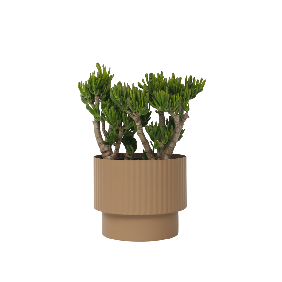 Arbre de jade - Crassula ovata 'Hobbit' - Hauteur 55-60cm - ⌀30cm