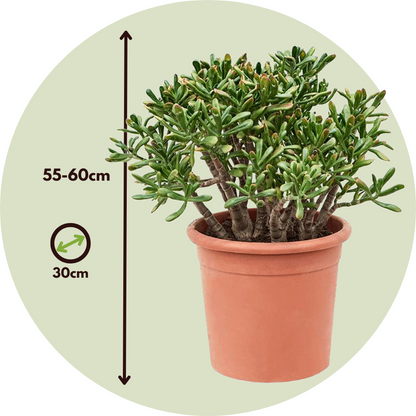 Arbre de jade - Crassula ovata 'Hobbit' - Hauteur 55-60cm - ⌀30cm