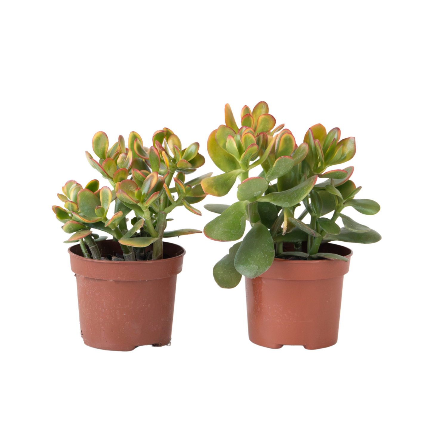 Arbre de jade - Lot de 2 - Crassula ovata 'Sunset' - Hauteur 15-20cm - ⌀12cm