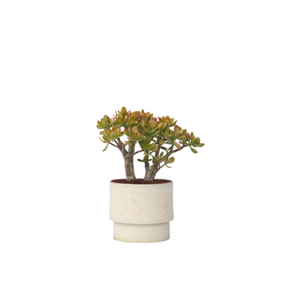 Arbre de jade - Crassula ovata 'Sunset' - Hauteur 30-35cm - ⌀17cm