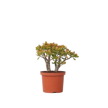 Arbre de jade - Crassula ovata 'Sunset' - Hauteur 30-35cm - ⌀17cm