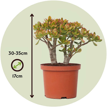 Arbre de jade - Crassula ovata 'Sunset' - Hauteur 30-35cm - ⌀17cm