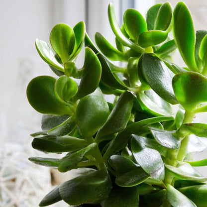 Arbre à jade - Lot 2 - Crassula ovata - Hauteur 15-25cm - ø12cm