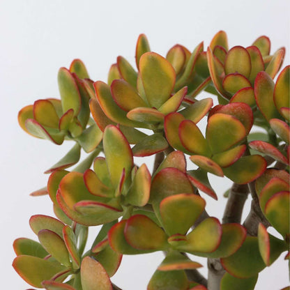 Arbre de jade - Crassula ovata 'Sunset' - Hauteur 45-50cm - ⌀23cm