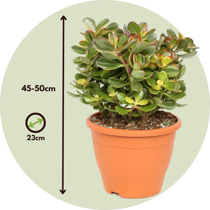 Arbre de jade - Crassula ovata 'Sunset' - Hauteur 45-50cm - ⌀23cm