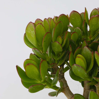Arbre de jade - Crassula ovata 'Minor' - Hauteur 30-35cm - ⌀17cm