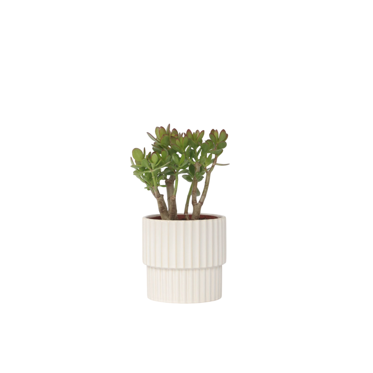 Arbre de jade - Crassula ovata 'Minor' - Hauteur 30-35cm - ⌀17cm