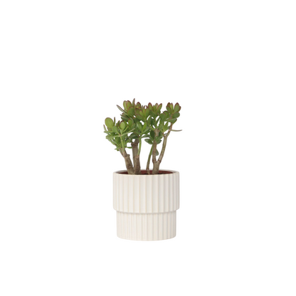 Arbre de jade - Crassula ovata 'Minor' - Hauteur 30-35cm - ⌀17cm