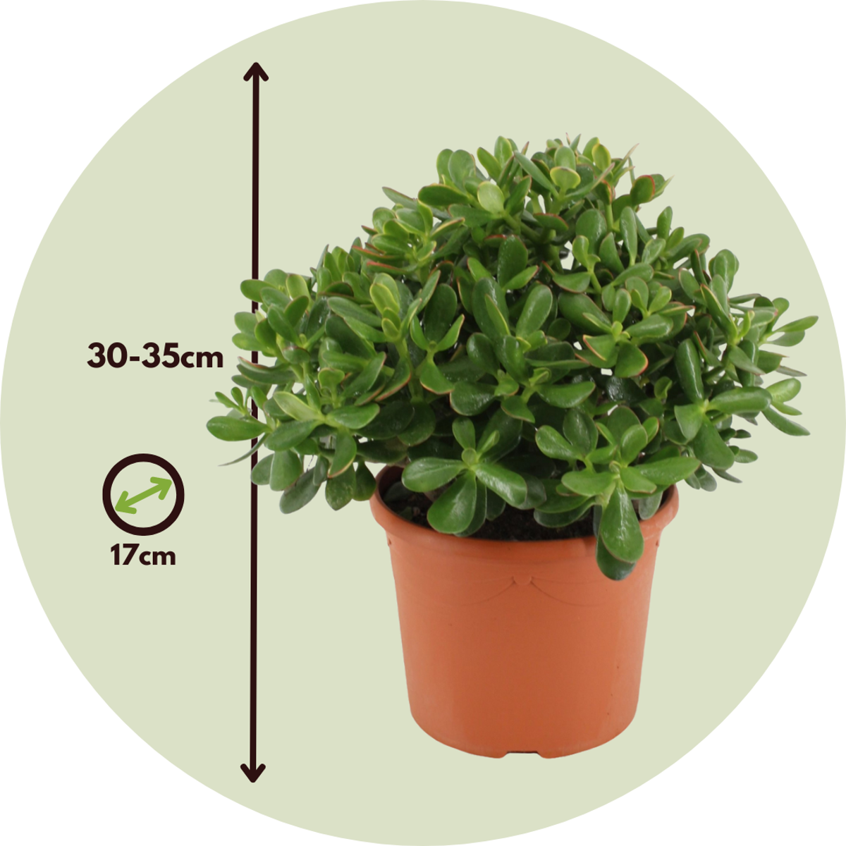Arbre de jade - Crassula ovata 'Minor' - Hauteur 30-35cm - ⌀17cm