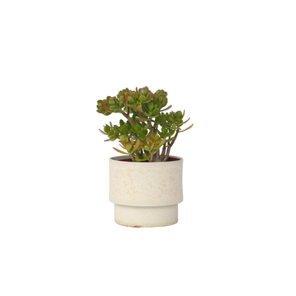 Arbre de jade - Crassula ovata 'Minor' - Hauteur 45-50cm - ⌀23cm