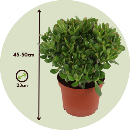 Arbre de jade - Crassula ovata 'Minor' - Hauteur 45-50cm - ⌀23cm