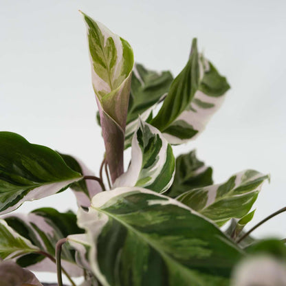 Calathée - Calathea Lietzei 'White Fusion' - Hauteur 30-40cm - ⌀14cm