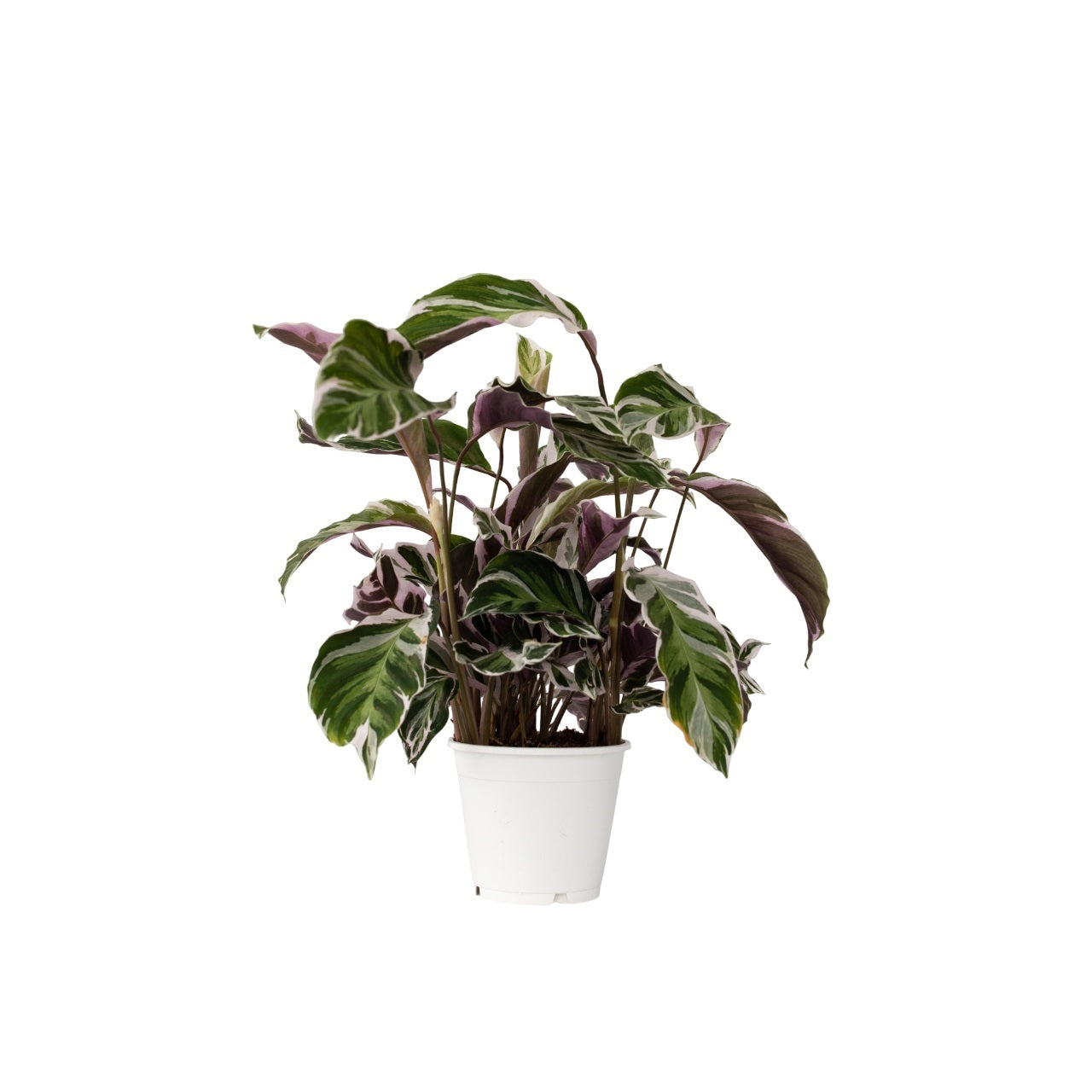 Calathée - Calathea Lietzei 'White Fusion' - Hauteur 30-40cm - ⌀14cm