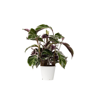 Calathée - Calathea Lietzei 'White Fusion' - Hauteur 30-40cm - ⌀14cm