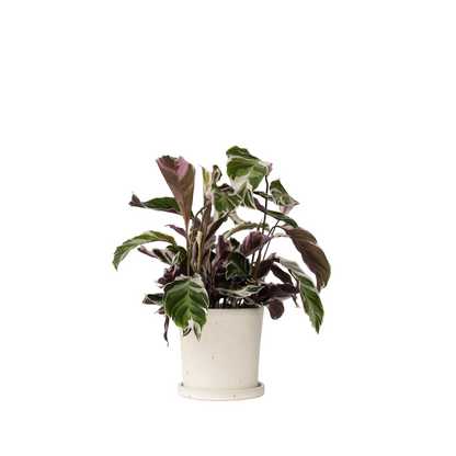 Calathée - Calathea Lietzei 'White Fusion' - Hauteur 30-40cm - ⌀14cm