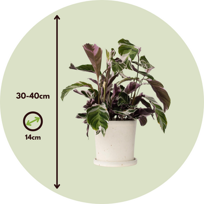 Calathée - Set de 2 - Calathea Lietzei 'White Fusion' - Hauteur 30-40cm - ⌀14cm
