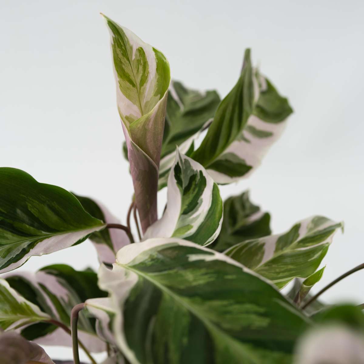 Calathée - Set de 2 - Calathea Lietzei 'White Fusion' - Hauteur 30-40cm - ⌀14cm