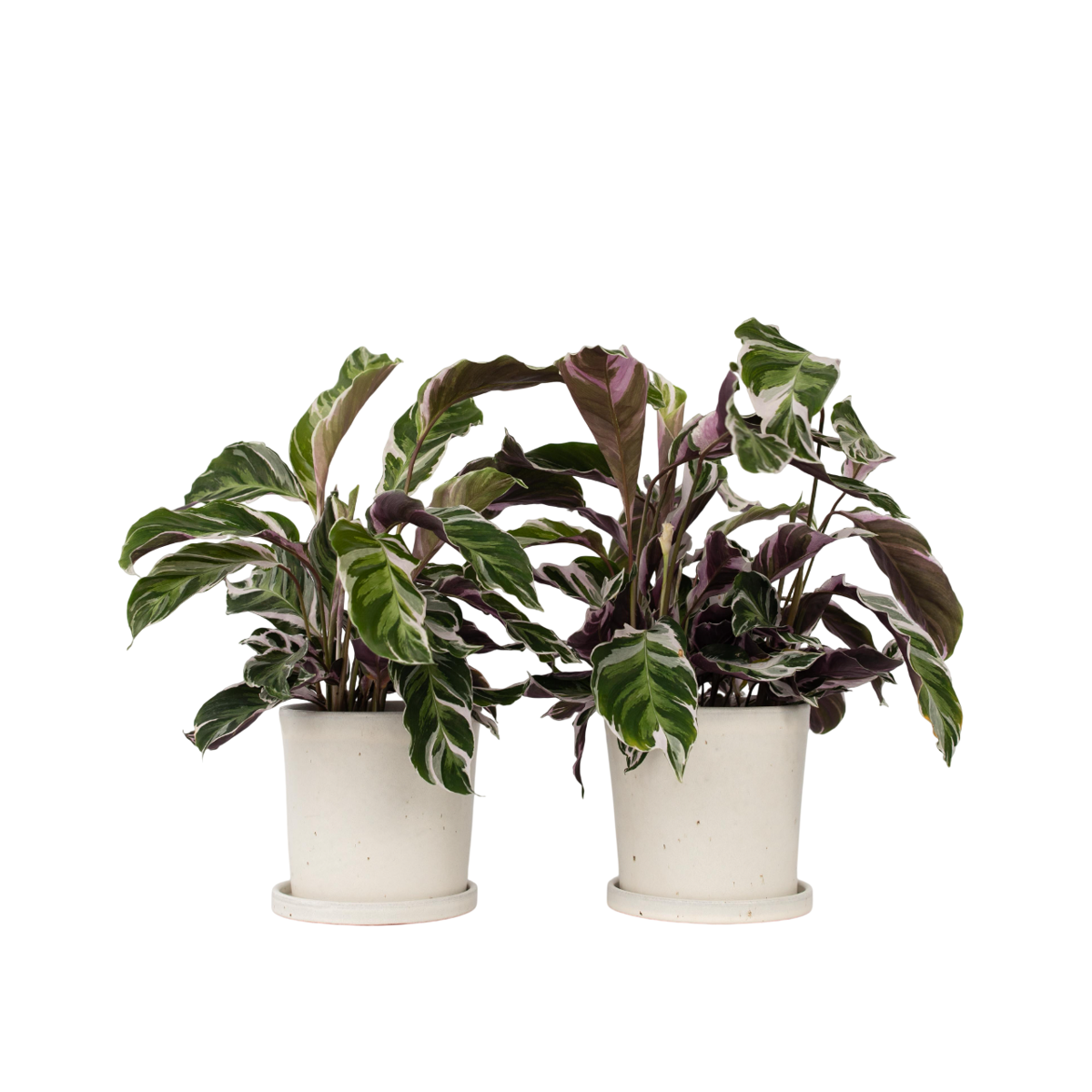 Calathée - Set de 2 - Calathea Lietzei 'White Fusion' - Hauteur 30-40cm - ⌀14cm