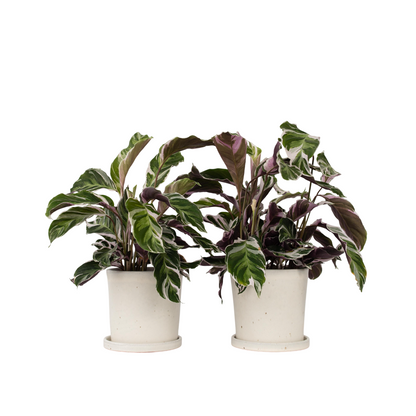 Calathée - Set de 2 - Calathea Lietzei 'White Fusion' - Hauteur 30-40cm - ⌀14cm