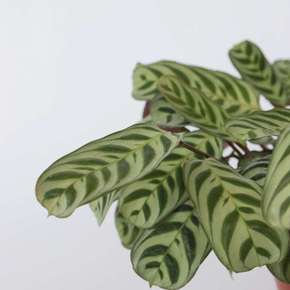 Plante Dormeuse - Ctenanthe 'burle-marxii' - Hauteur 30-40cm - ⌀14cm