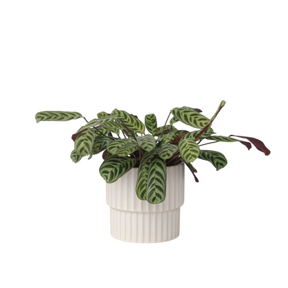 Plante Dormeuse - Ctenanthe 'burle-marxii' - Hauteur 30-40cm - ⌀14cm