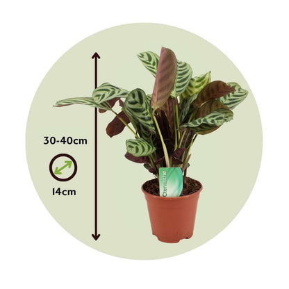 Plante Dormeuse - Ctenanthe 'burle-marxii' - Hauteur 30-40cm - ⌀14cm