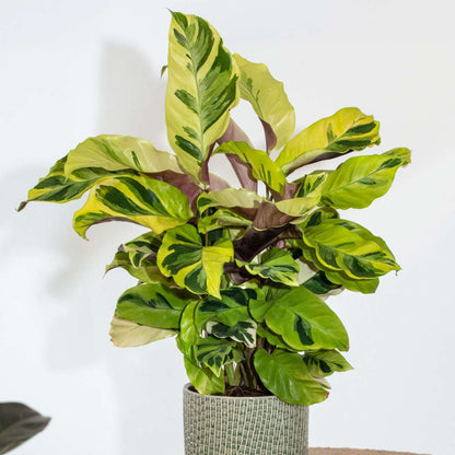 Calathée - Calathea 'Yellow Fusion' - Hauteur 30-40cm - ⌀14cm - TD Plantz
