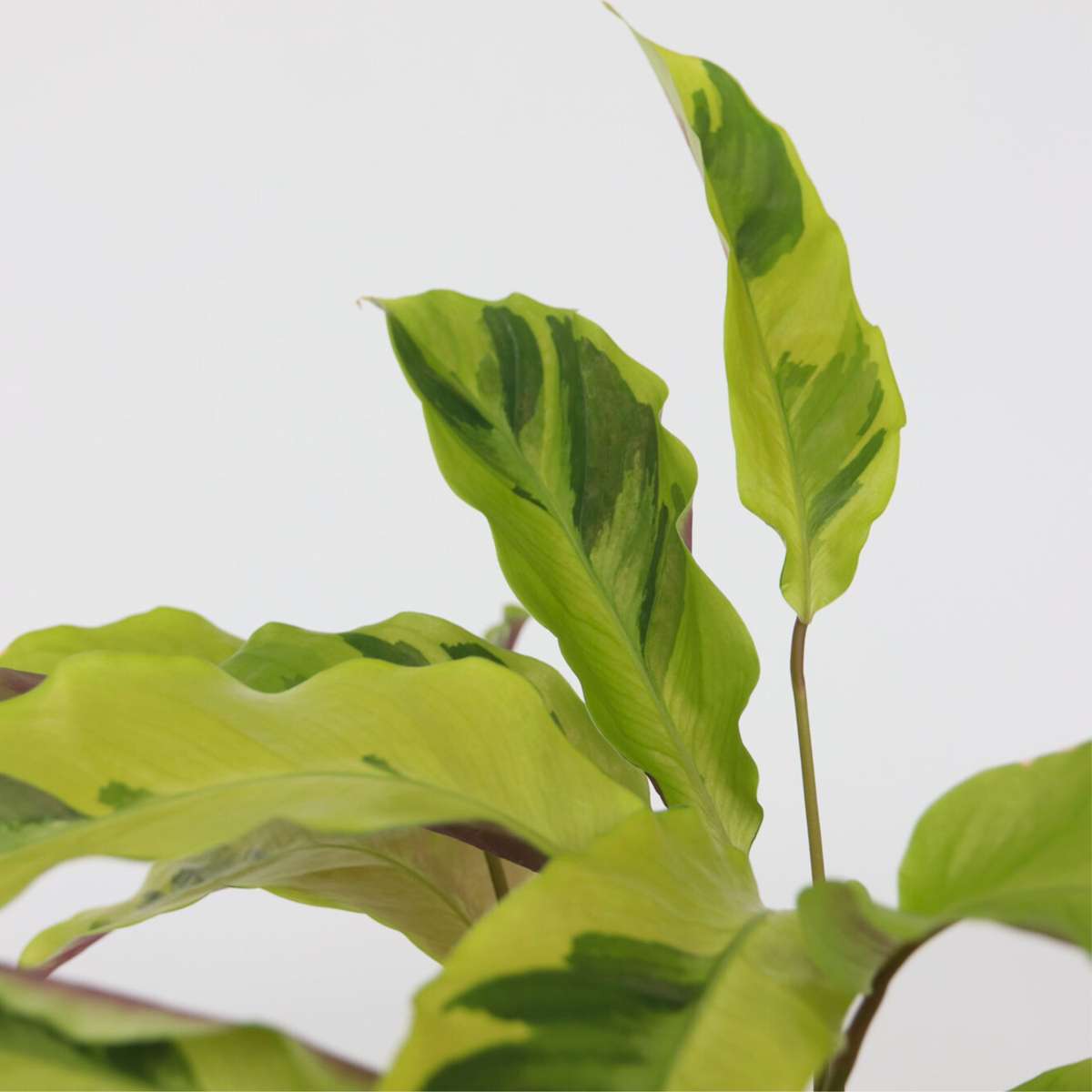 Calathée - Calathea 'Yellow Fusion' - Hauteur 30-40cm - ⌀14cm - TD Plantz