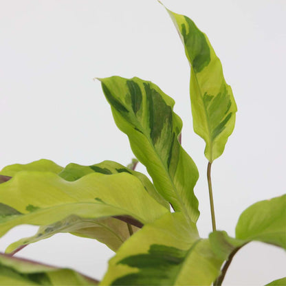 Calathée - Calathea 'Yellow Fusion' - Hauteur 30-40cm - ⌀14cm - TD Plantz