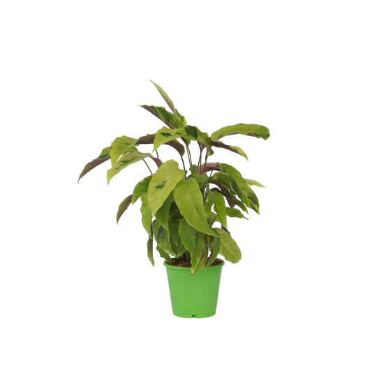Calathée - Calathea 'Yellow Fusion' - Hauteur 30-40cm - ⌀14cm - TD Plantz