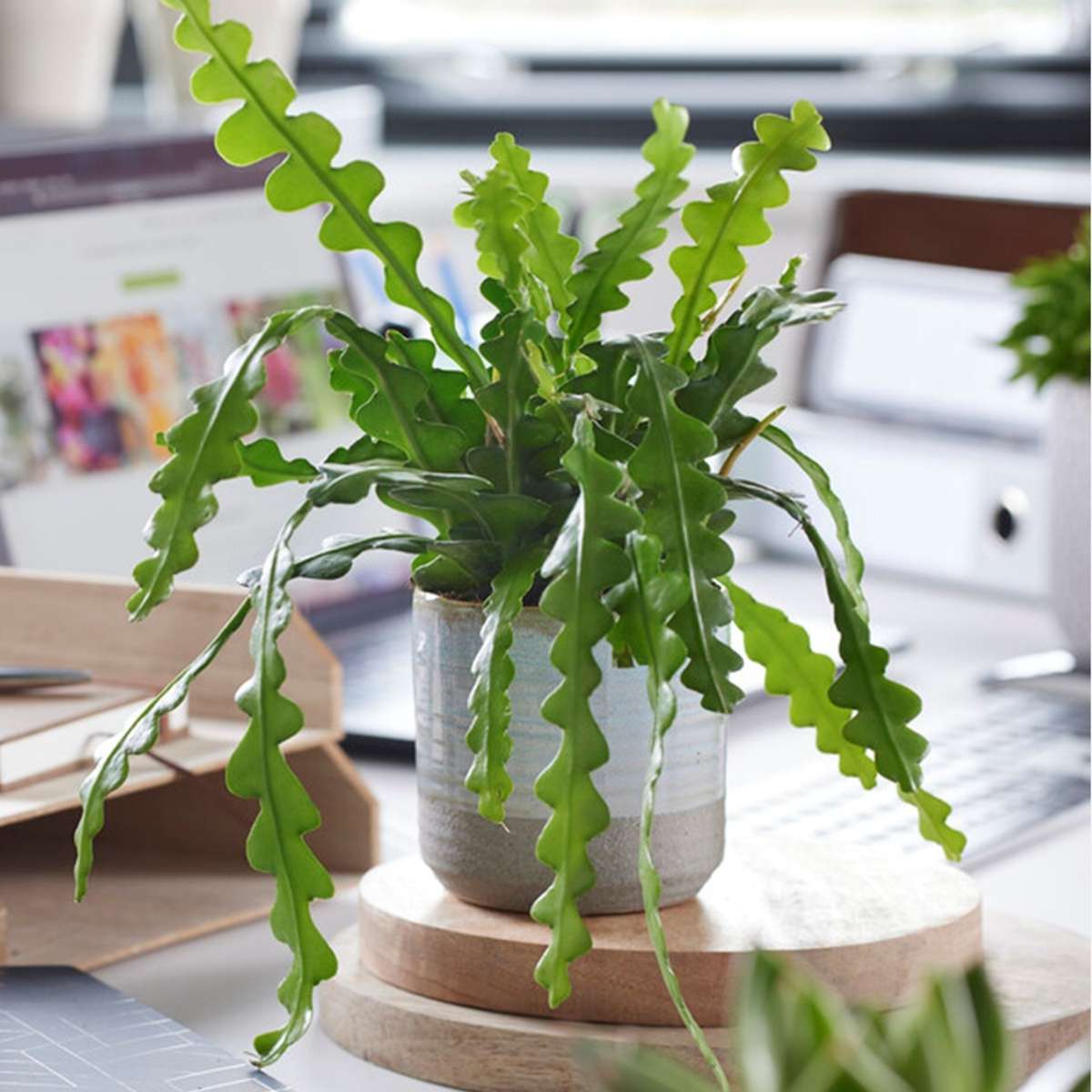 Cactus orchidée - Set de 2 - Epiphyllum 'Anguliger' - Hauteur 30-40cm - ⌀15cm - TD Plantz