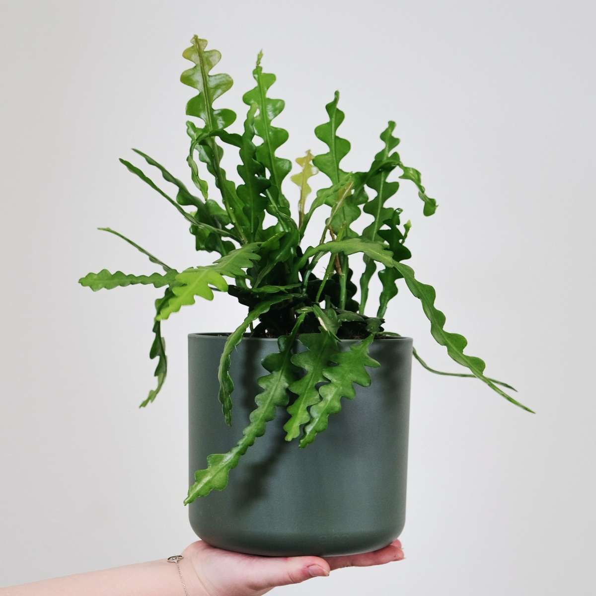 Cactus orchidée - Set de 2 - Epiphyllum 'Anguliger' - Hauteur 30-40cm - ⌀15cm - TD Plantz