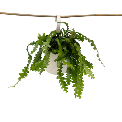 Cactus orchidée - Epiphyllum 'Anguliger' - Hauteur 30-40cm - ⌀15cm