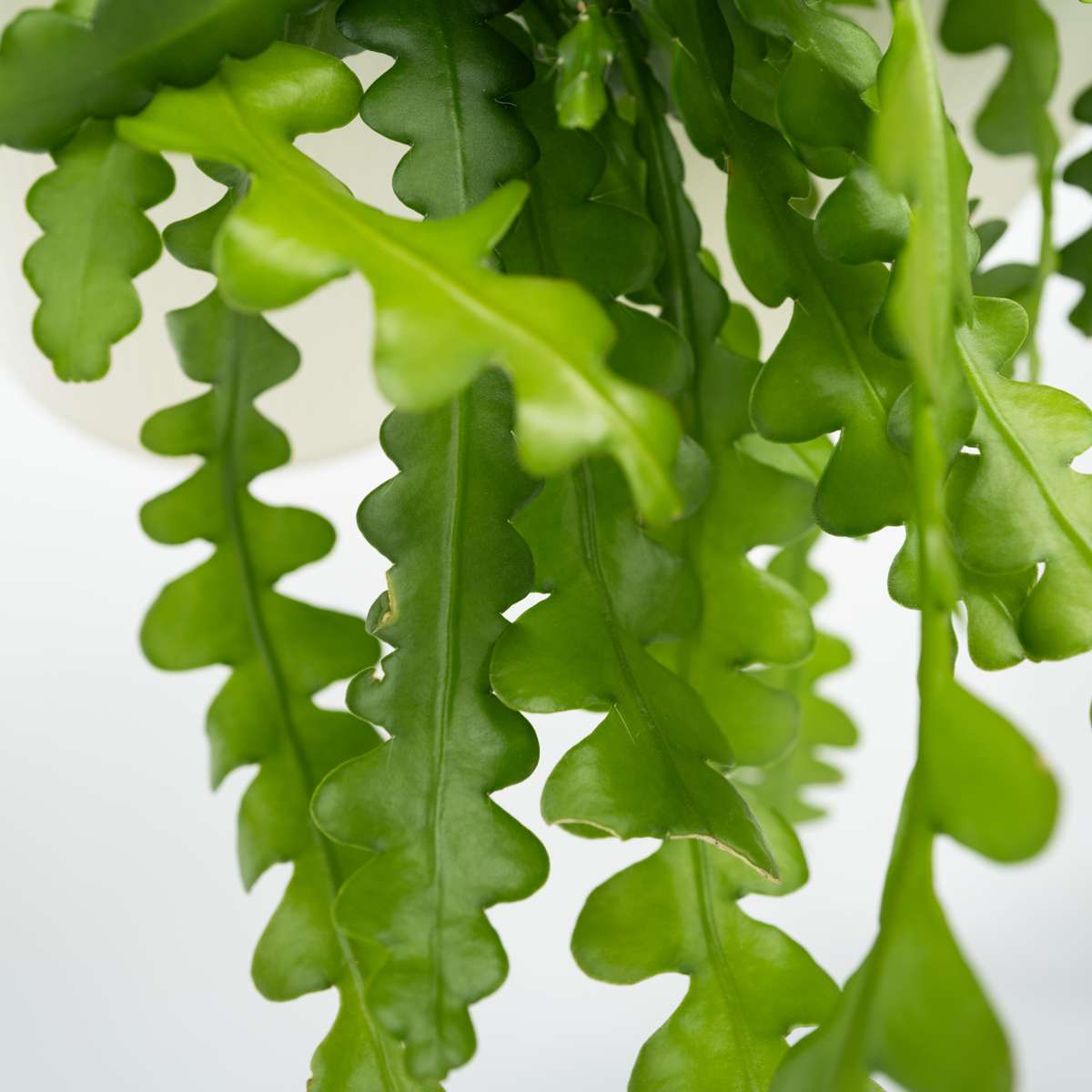 Cactus orchidée - Set de 2 - Epiphyllum 'Anguliger' - Hauteur 30-40cm - ⌀15cm - TD Plantz