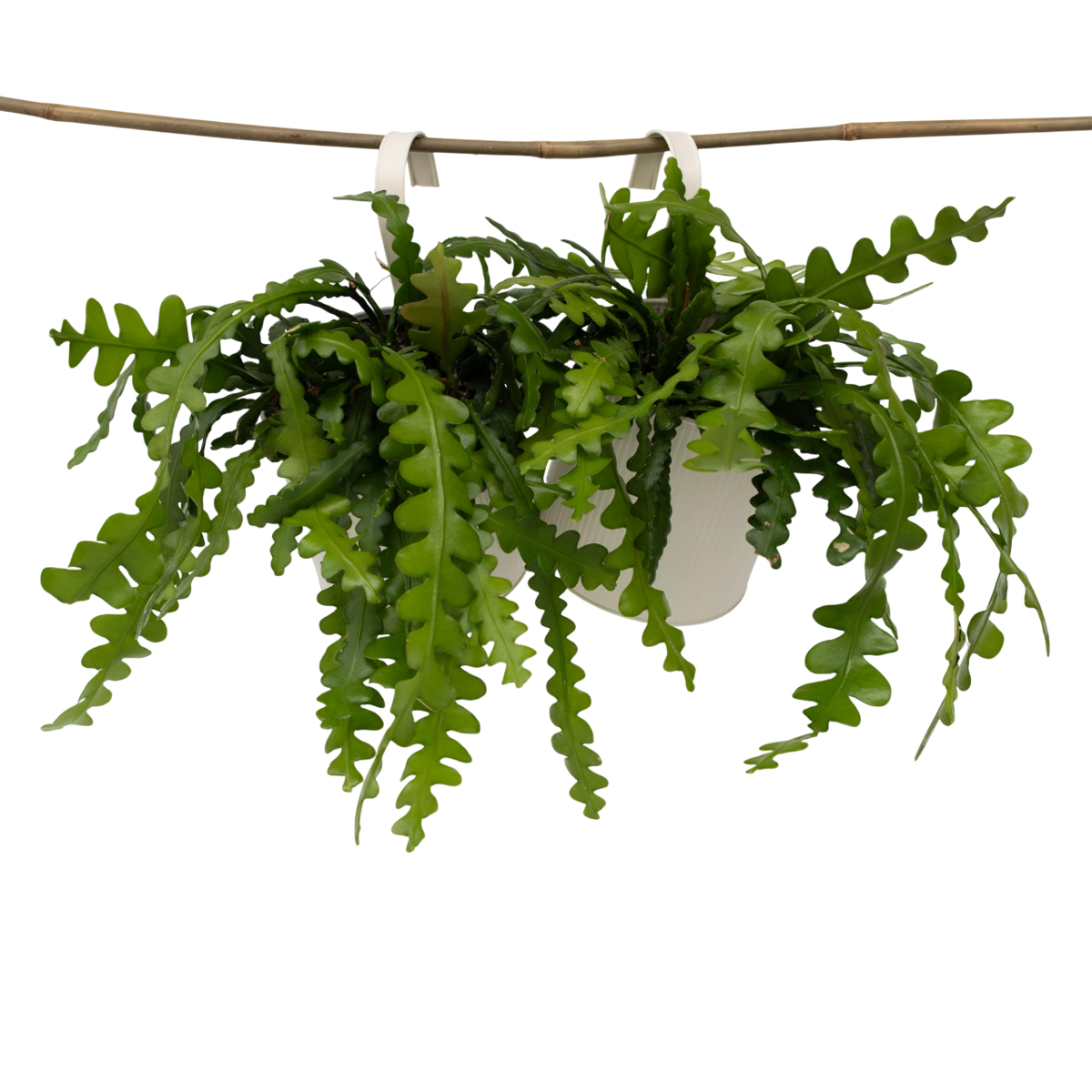 Cactus orchidée - Set de 2 - Epiphyllum 'Anguliger' - Hauteur 30-40cm - ⌀15cm - TD Plantz