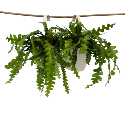 Cactus orchidée - Set de 2 - Epiphyllum 'Anguliger' - Hauteur 30-40cm - ⌀15cm - TD Plantz