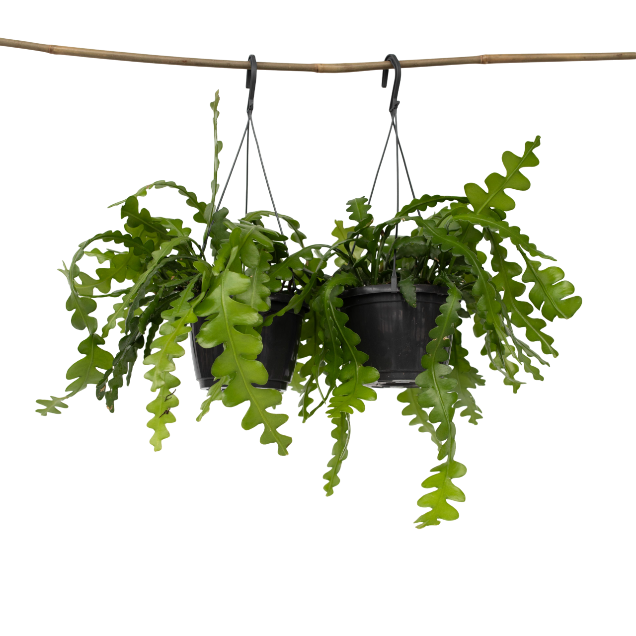 Cactus orchidée - Set de 2 - Epiphyllum 'Anguliger' - Hauteur 30-40cm - ⌀15cm - TD Plantz