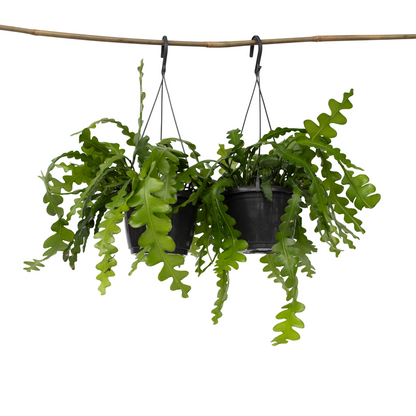 Cactus orchidée - Set de 2 - Epiphyllum 'Anguliger' - Hauteur 30-40cm - ⌀15cm - TD Plantz