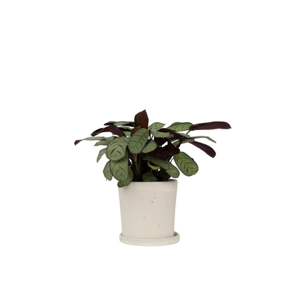 Plante Dormeuse - Ctenanthe burle-marxii 'Amagris' - Hauteur 25-35cm - ⌀14cm