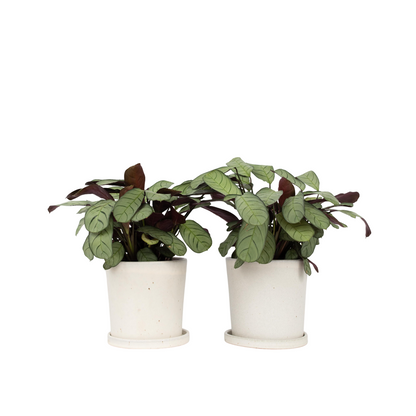 Never Never Plant - 2 pcs. - Ctenanthe Burle-Marxii 'Amagris' - H25-35cm - ⌀14cm