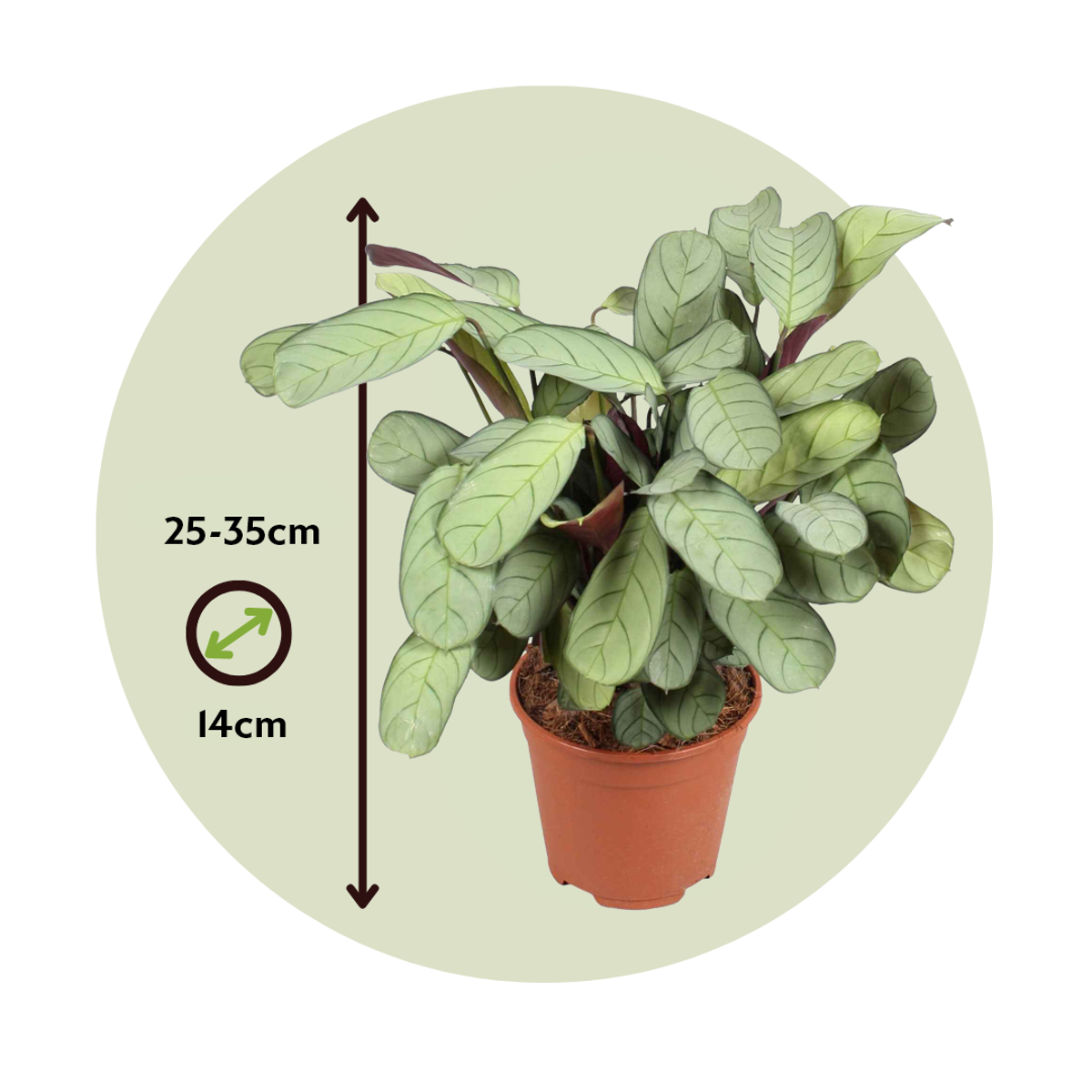 Never Never Plant - 2 pcs. - Ctenanthe Burle-Marxii 'Amagris' - H25-35cm - ⌀14cm