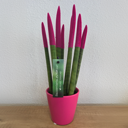 Sansevieria cylindrique - Hauteur 20-40cm - Pot 9cm
