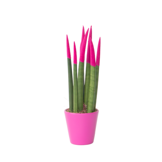Snake Plant Velvet Touch - Sansevieria cylindrica - Height 20-40cm - ⌀9cm
