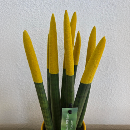 Sansevieria cylindrique - Hauteur 20-40cm - Pot 9cm