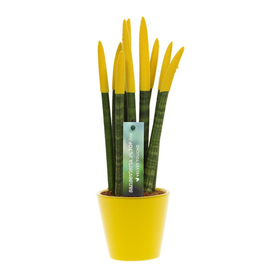 Snake Plant Velvet Touch - Sansevieria cylindrica - Height 20-40cm - ⌀9cm