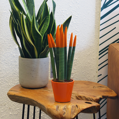 Sansevieria cylindrique - Hauteur 20-40cm - Pot 9cm