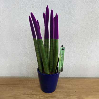 Sansevieria cylindrique - Hauteur 20-40cm - Pot 9cm